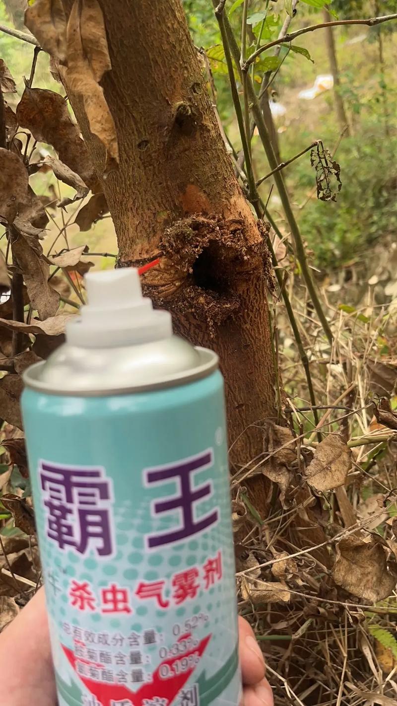 桉树钻心虫防治.种植养殖风险大,几百亩都被虫害产量下降.#桉