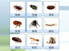 咸宁地区白蚁及常见害虫防治 专业公司的综合策略与服务